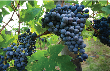 Vineyard
